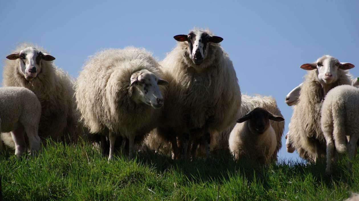 Herd of Sheeps on Green Grass
