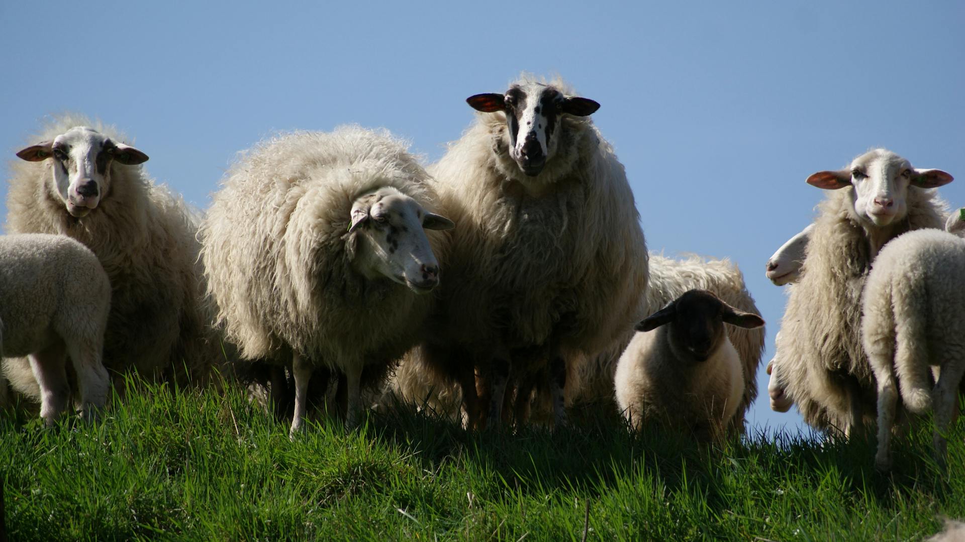 Herd of Sheeps on Green Grass