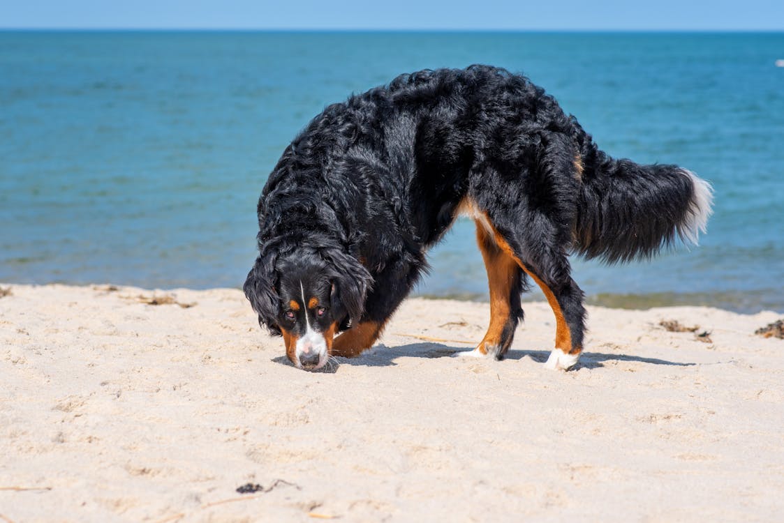 Ảnh lưu trữ miễn phí về bernedoodle, cát ở bãi biển, chó