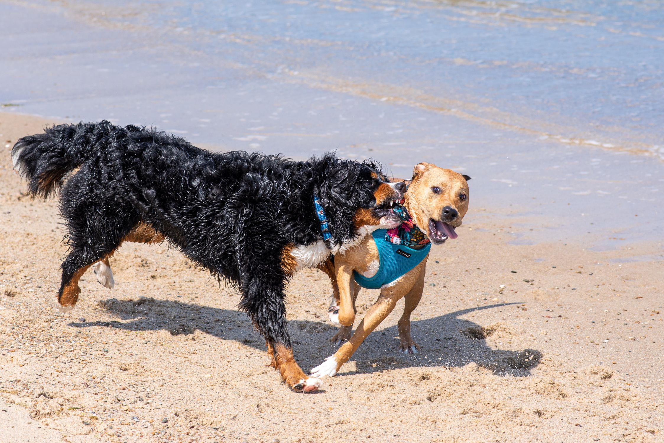 Two energetic dogs running and playing together on a sandy beach