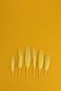 Overhead Shot of Yellow Feathers