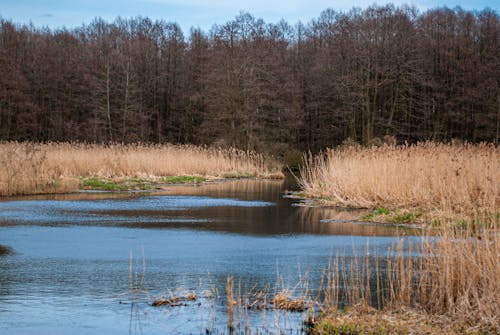 Fotobanka s bezplatnými fotkami na tému jazero, les, ponáhľa