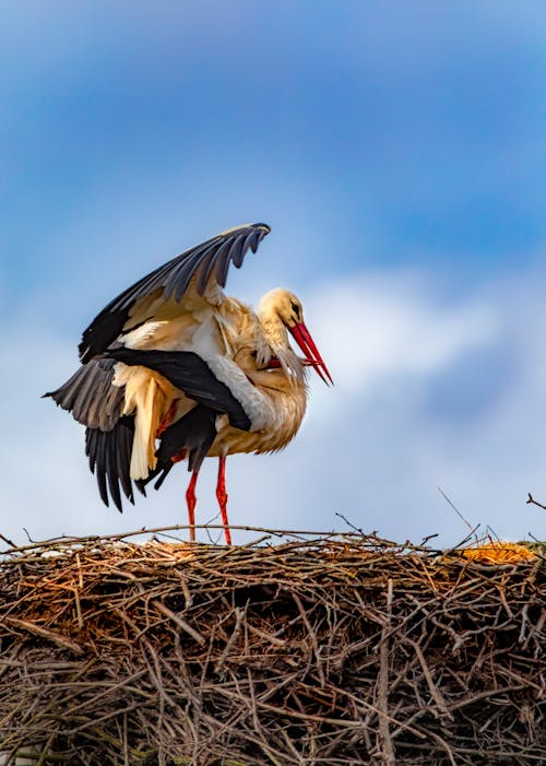 Foto profissional grátis de animal, ave, aviário