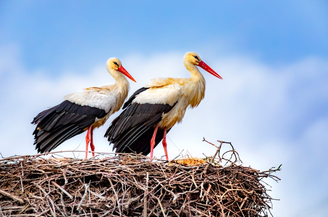 Close-Up Shot of White Storks Perched on the Nest
