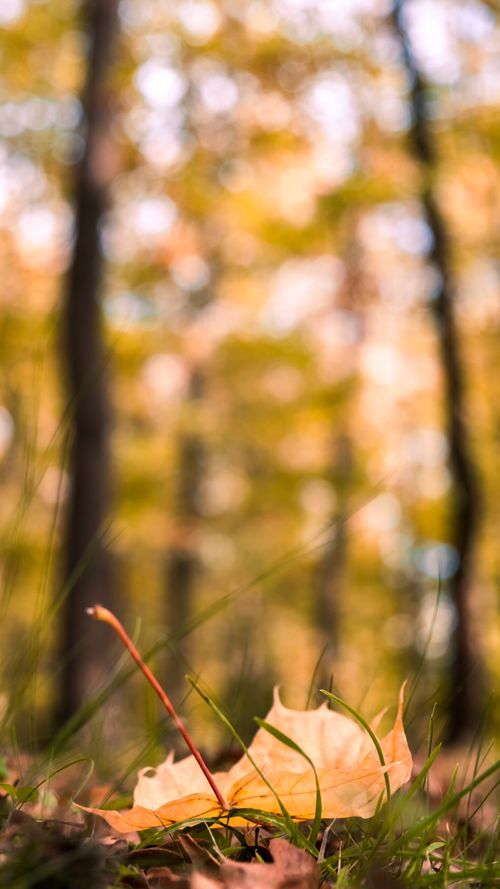 Free A detailed close-up of a maple leaf on a forest floor during autumn, featuring a blurred background. Stock Photo