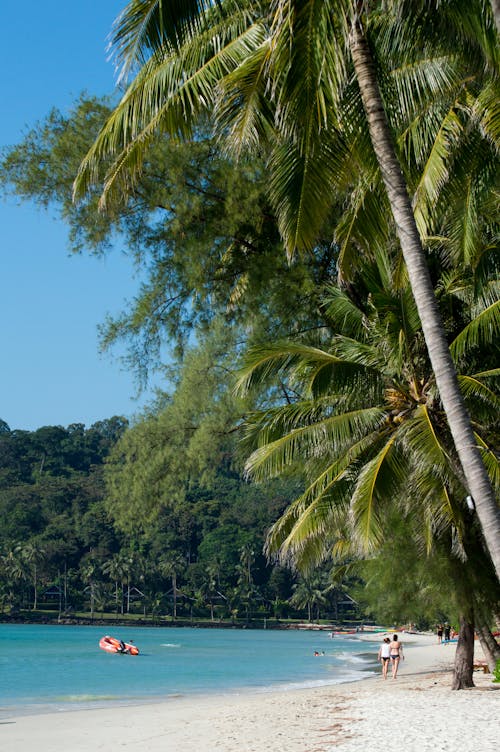 Free stock photo of beach, blue sky, coconut