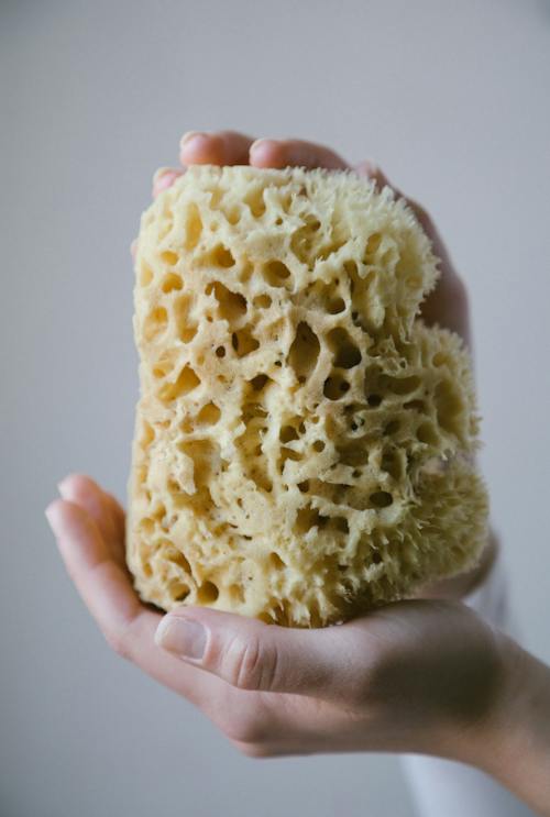 Person Holding A Yellow Sea Wool Sponge