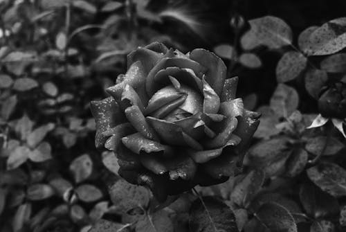 Black and White Photo of a Flower