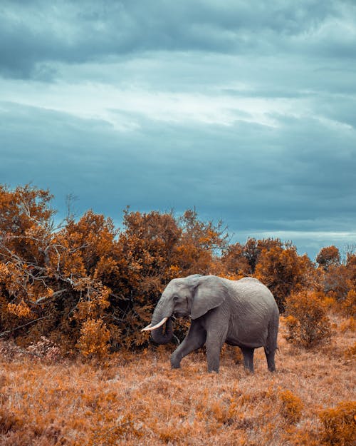 Foto stok gratis awan, binatang, gajah