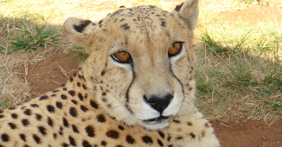 Free stock photo of Cheetah predator big cat