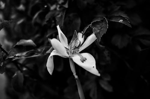Monochrome Photograph of a Flower