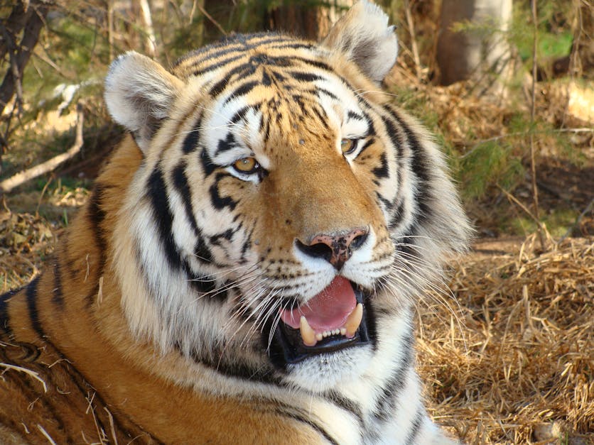Free stock photo of Tiger big cat predator