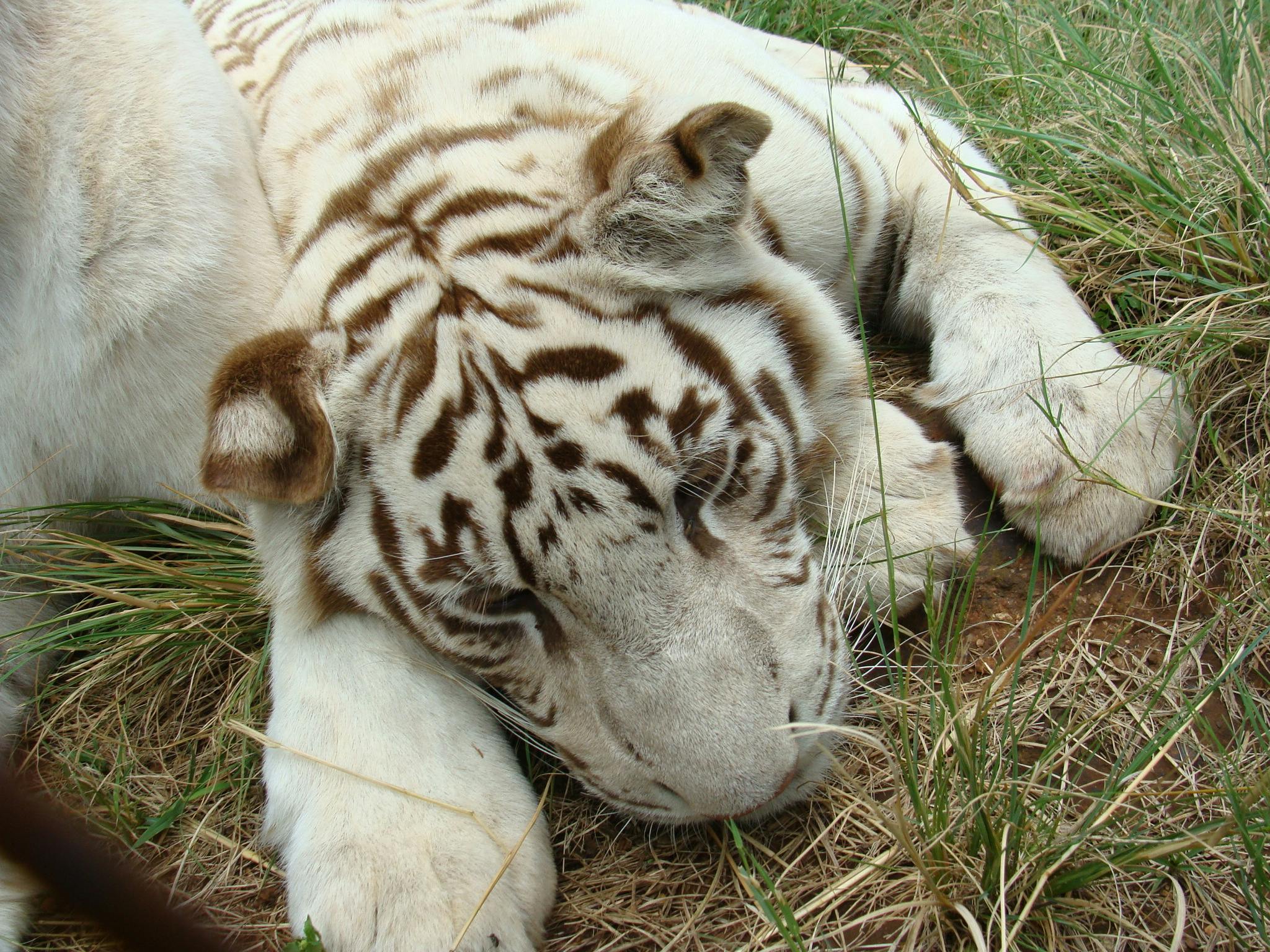 Paling populer 12 Wallpaper Keren Harimau Putih Rona 