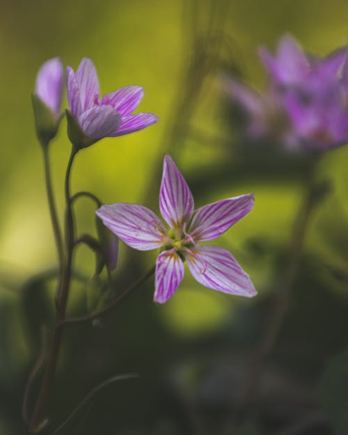 Blooming flowers with gentle petals on wavy stems