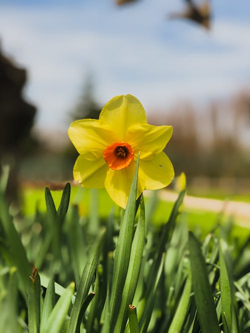 Yellow Flower in Close Up Photography