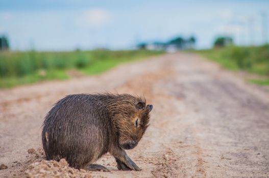 A solitary capybara rests on a rural dirt road, showcasing its natural environment.