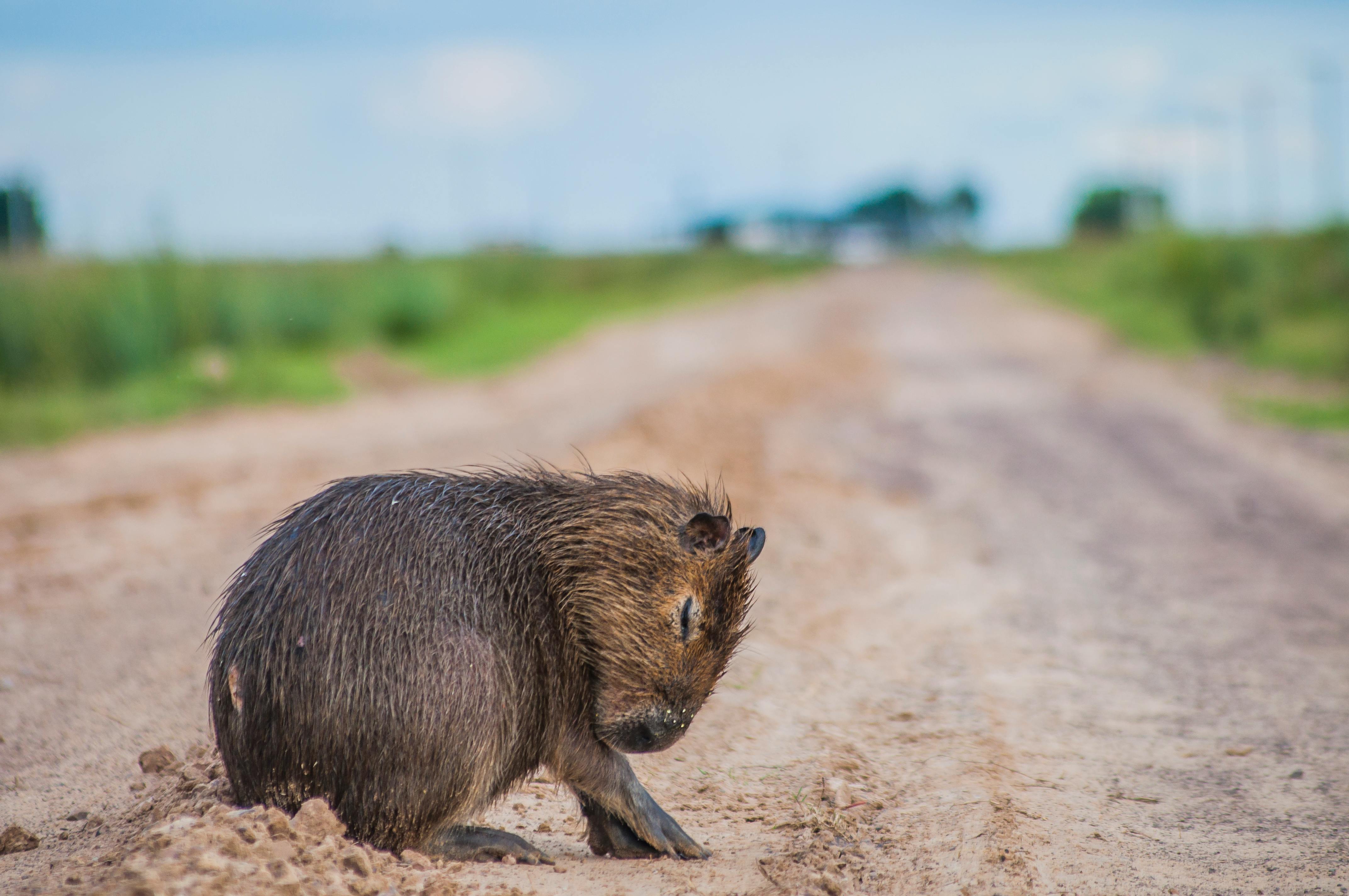 capybara eating grass