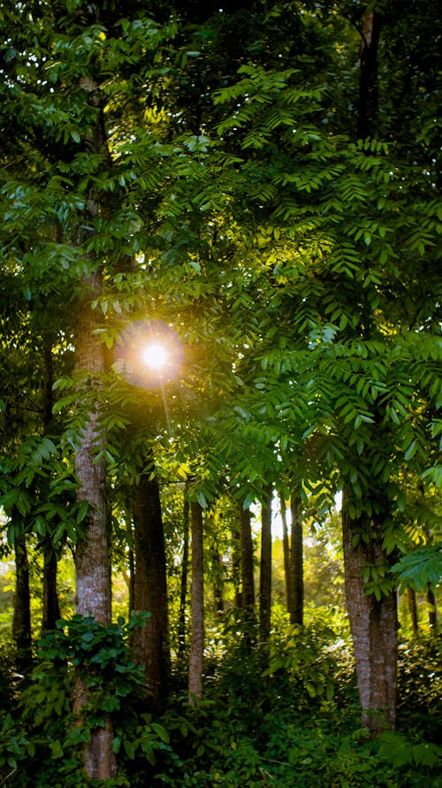 Scenery view of tall verdant woodland with penetrating ray of sunlight on summer day