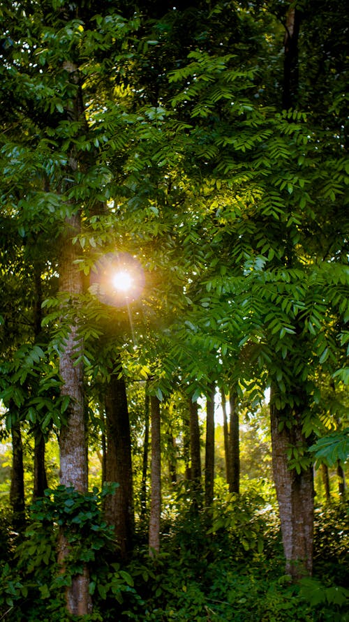 Základová fotografie zdarma na téma botanický, bujný, denní světlo