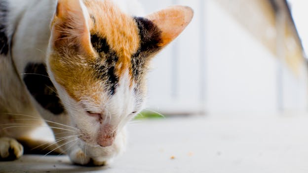 Tricolored cat grooming itself with visible whiskers, fur detail in natural light.