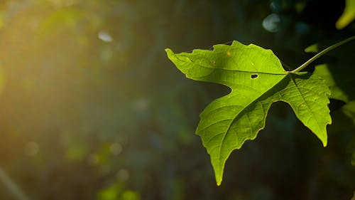 Fresh green leaf in sunlight