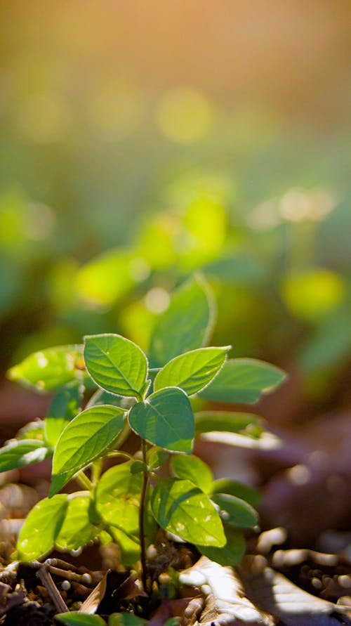 Closeup of delicate green sprouts growing on soil in soft summer sunlight