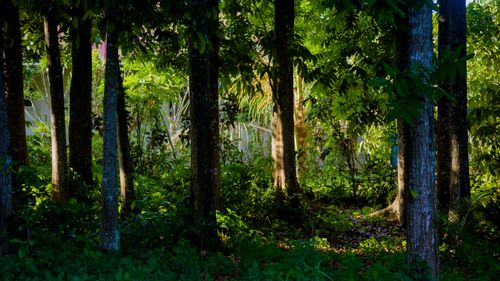 Free Picturesque lush tropical woodland covered with lush fresh foliage in summer sunlight Stock Photo