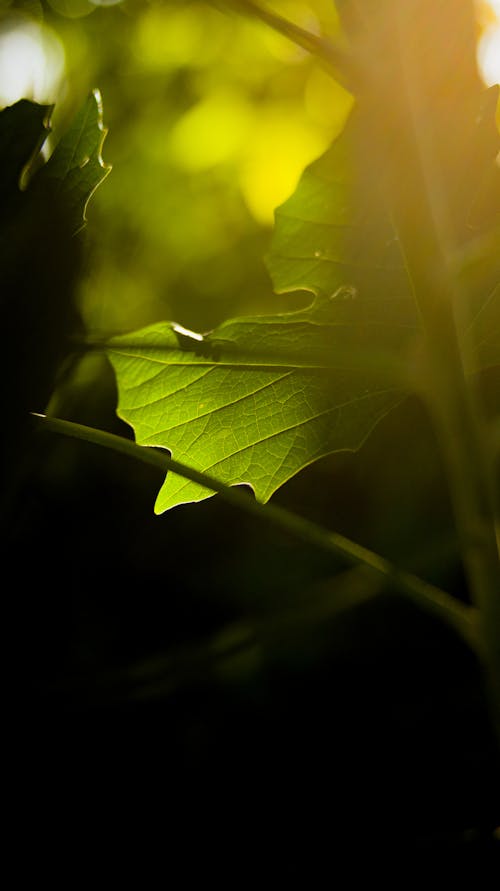 Green thin maple leaf in countryside