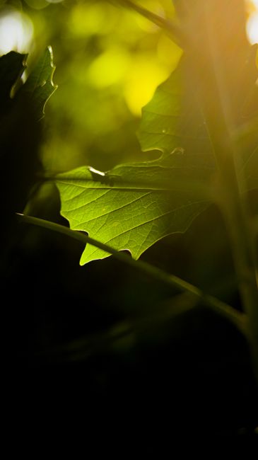 Fotomural Una hoja tranquila iluminada por la luz del sol en un exuberante entorno forestal de verano.