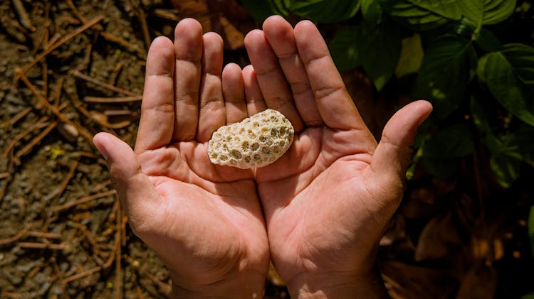 Piece Of Coral Fossil In Hands