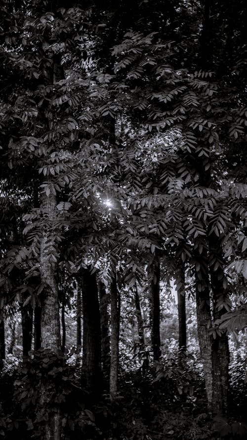 Mysterious lush forest illuminated by sunlight