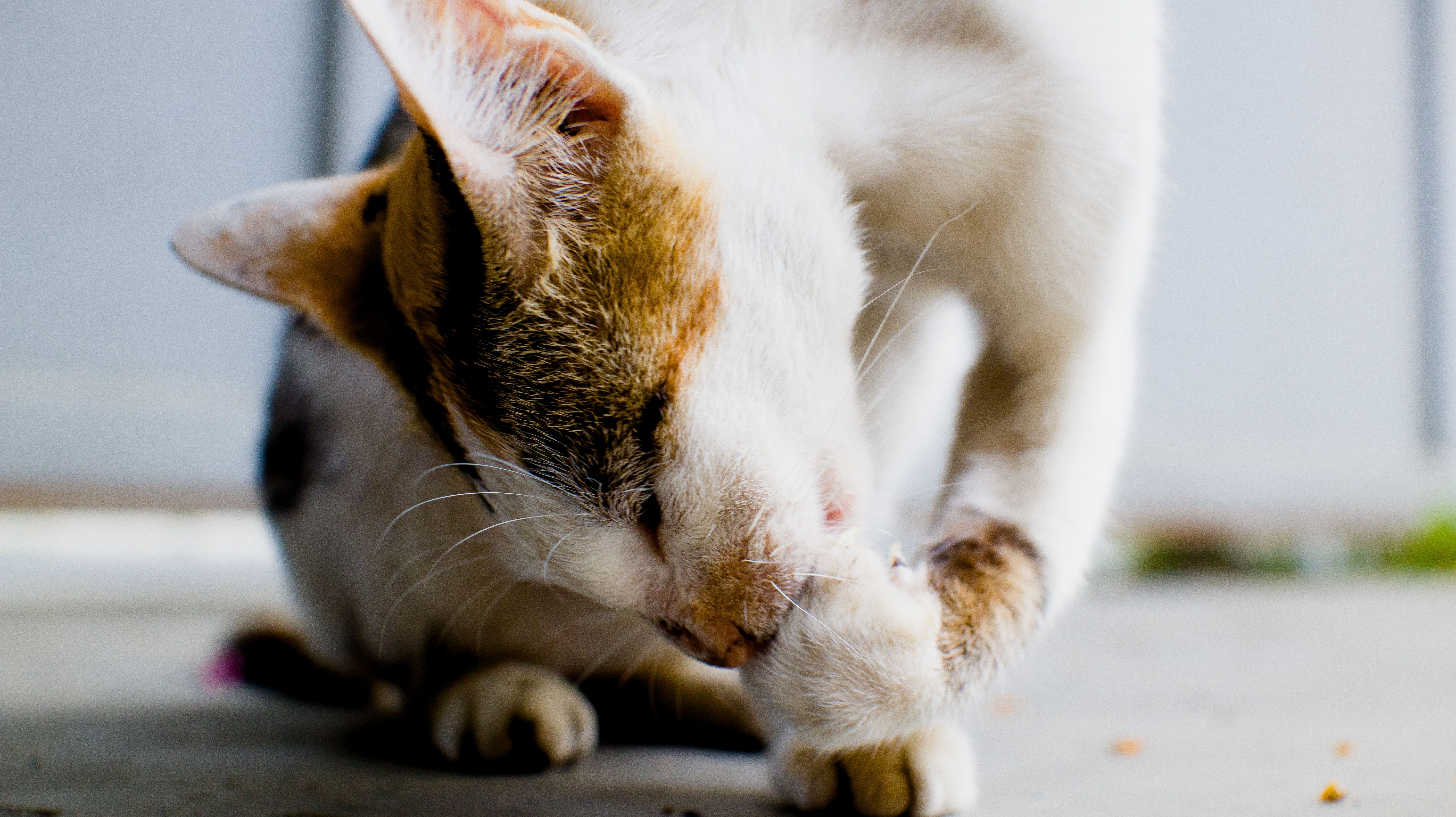 Cute cat with bright muzzle washing paws while sitting on carpet at cozy home in daytime