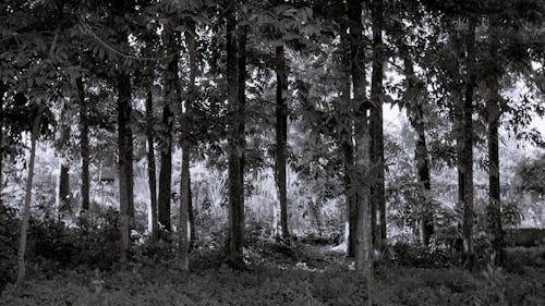 Imagine de stoc gratuită din alb-negru, arbore, armonios
