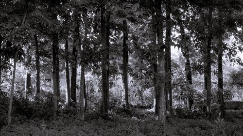 Free Black and white of picturesque forest with tall trees and lush foliage on sunny day Stock Photo