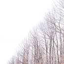 伊斯坦布尔阿塔耶希尔冬季白雪皑皑的景观中，树木光秃秃的