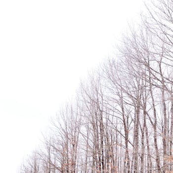 伊斯坦布尔阿塔耶希尔冬季白雪皑皑的景观中，树木光秃秃的