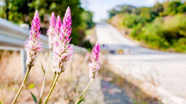 Blooming pink Celosia Flamingo plant growing near metal fence against asphalt roadway in countryside in sunny day