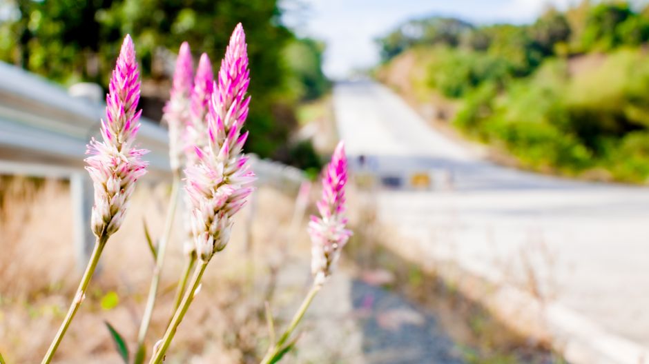 Blooming pink Celosia Flamingo plant growing near metal fence against asphalt roadway in countryside in sunny day