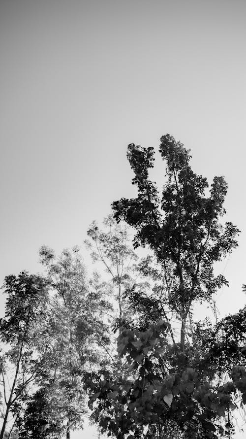 Základová fotografie zdarma na téma bez oblačnosti, botanický, bw