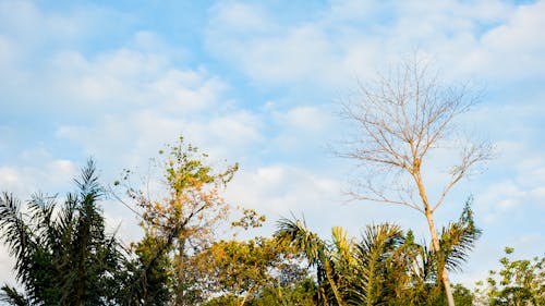 Free Green branches of trees against blue sky in sunlight Stock Photo