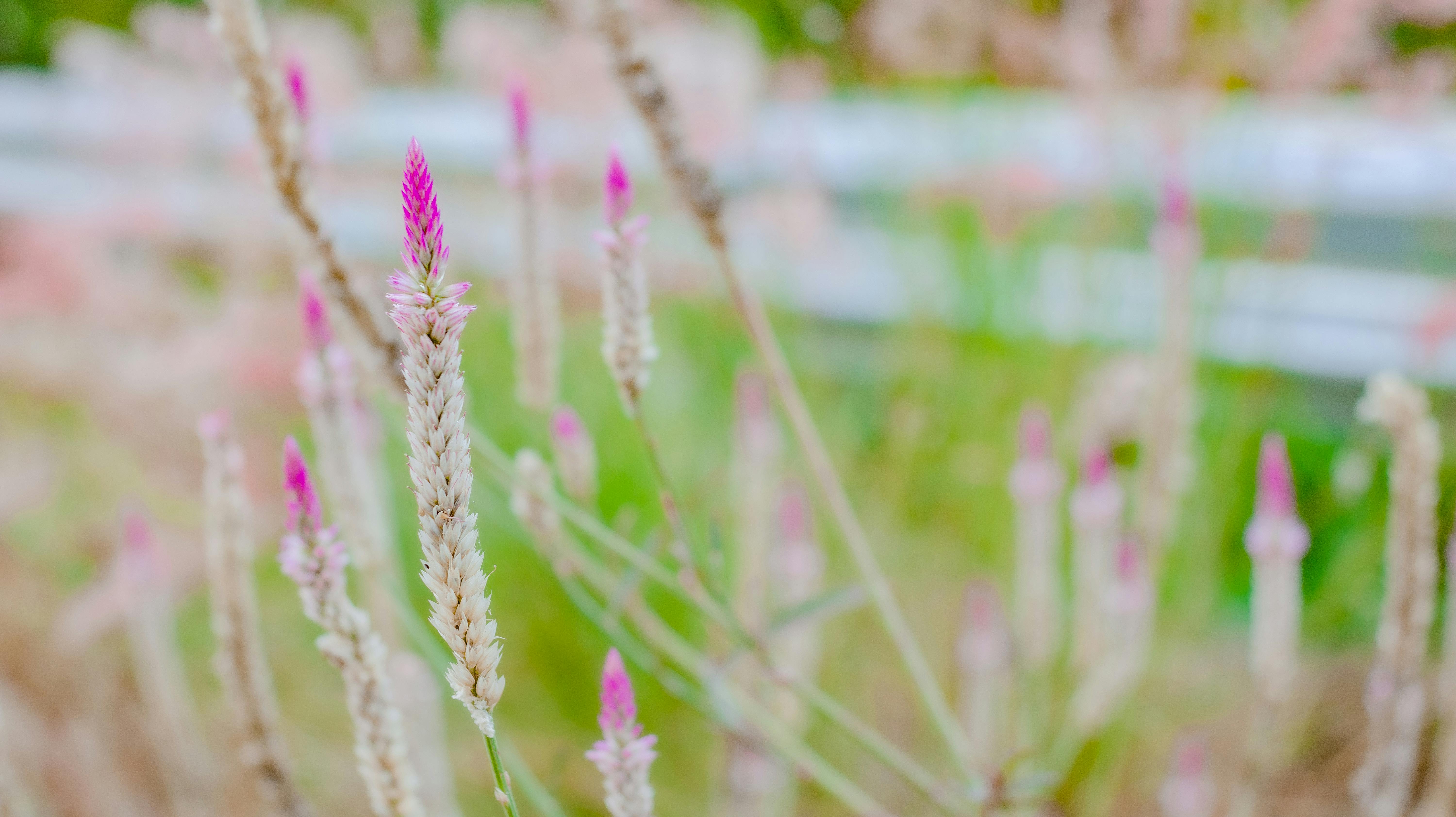 Is green or pink more calming?