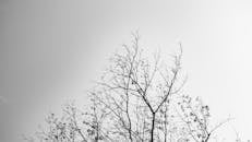 Leafless tree against cloudless sky in daytime