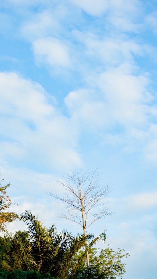 From below of tall trees with green leaves growing in nature against cloudy blue sky in sunny day