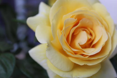 бесплатная Фотография желтой розы в селективном фокусе Стоковое фото