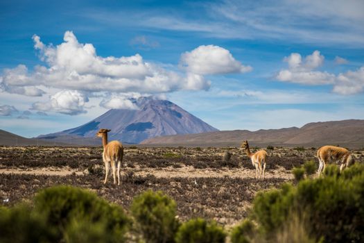 Vicuñas grazed peacefully in Peru's Andes, set against a stunning, cloud-draped mountain backdrop.