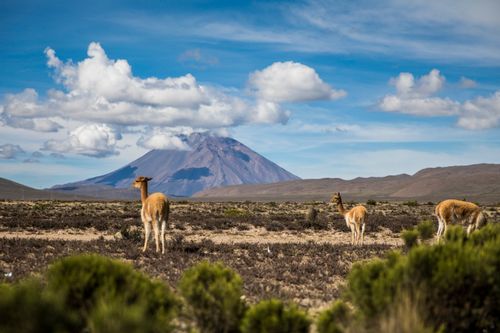 Free Vicuñas grazed peacefully in Peru's Andes, set against a stunning, cloud-draped mountain backdrop. Stock Photo