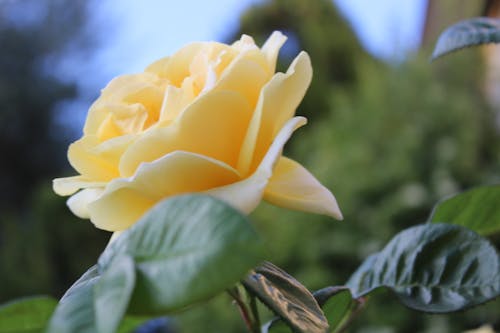Free Yellow Rose Stock Photo