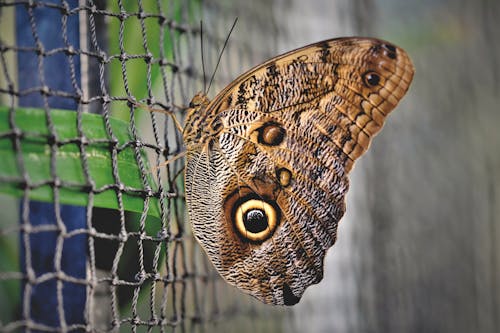 Close-up Photo of Beautiful Brown Butterfly 