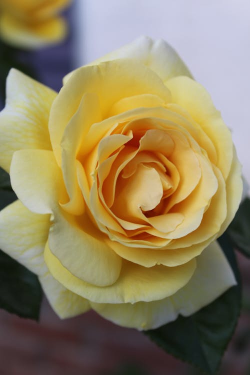黄玫瑰花在特写摄影
