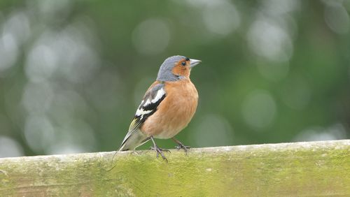 Free A vibrant Common Chaffinch perched on a mossy branch, captured in natural setting. Stock Photo